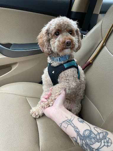 A dog seated in the back seat of a car