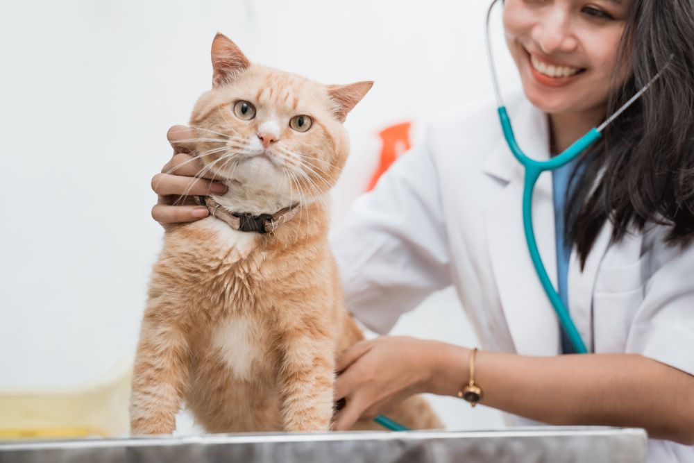 a vet in a white lab coat holding a cat