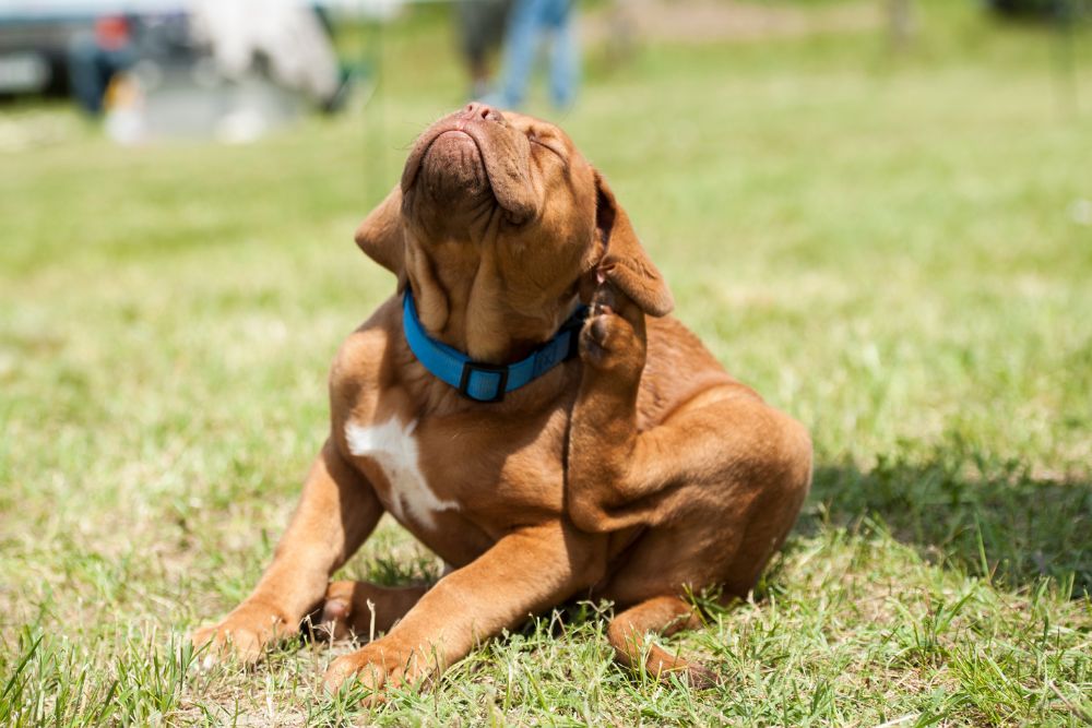 a brown dog laying on top of a lush green field