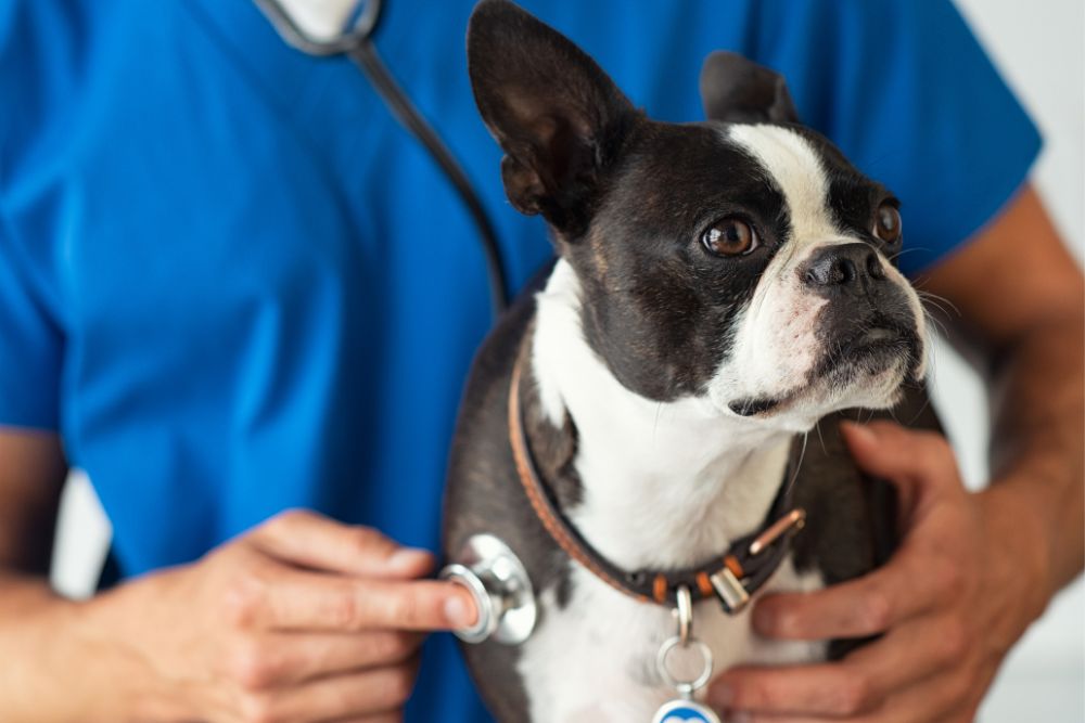 a dog is being examined by a vet