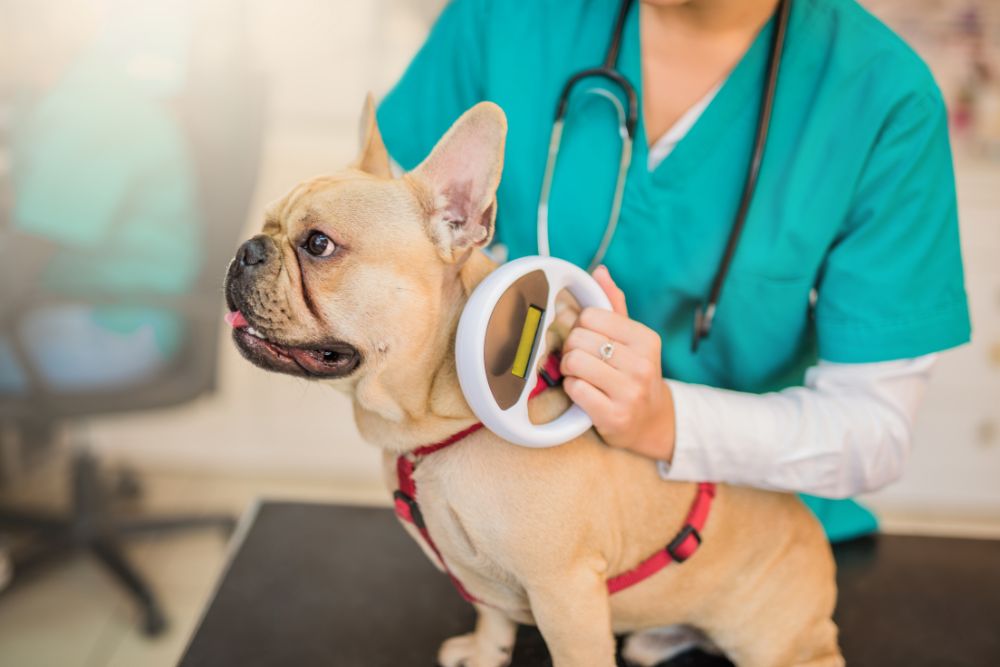 a dog is being examined by a vet