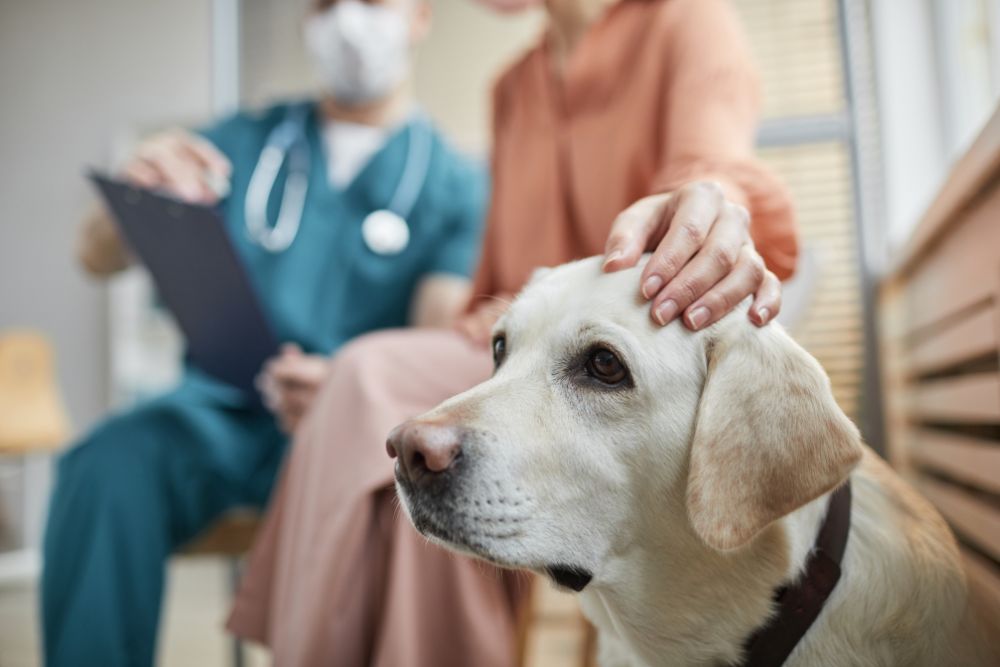 a dog sitting on a bench next to a woman in a medical mask