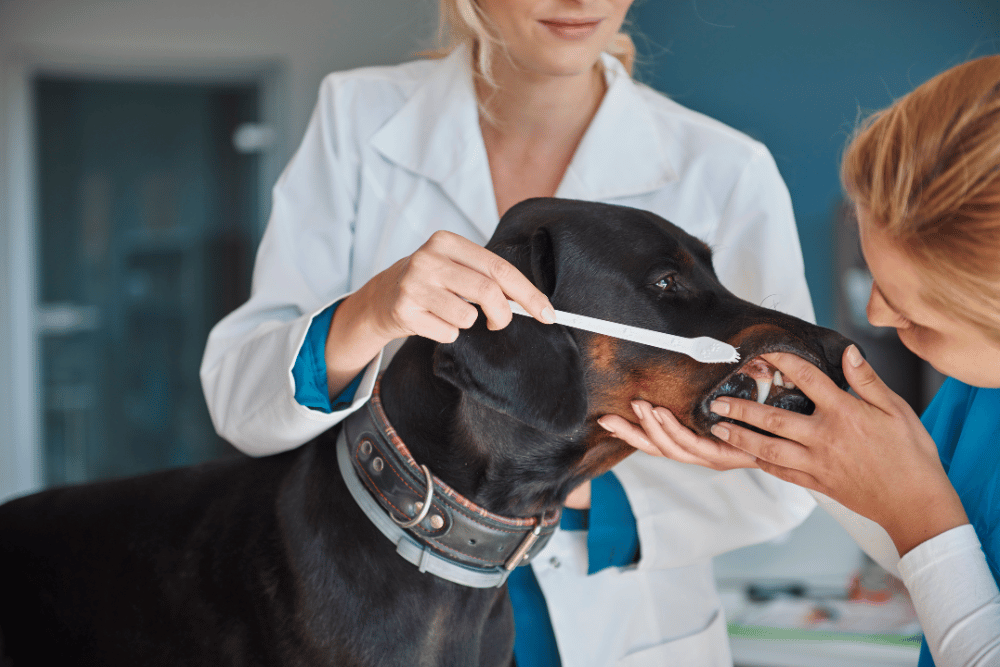 A vet brushes a dog's teeth