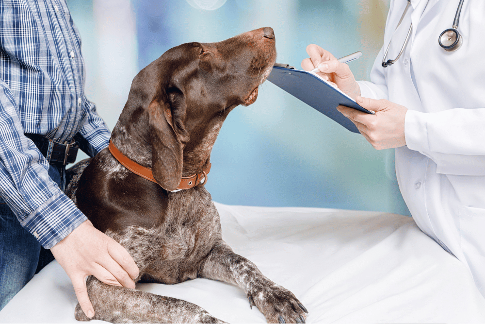 A person holds a dog on a bed.