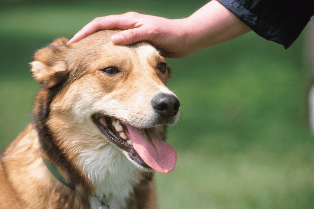 A person gently pets a dog