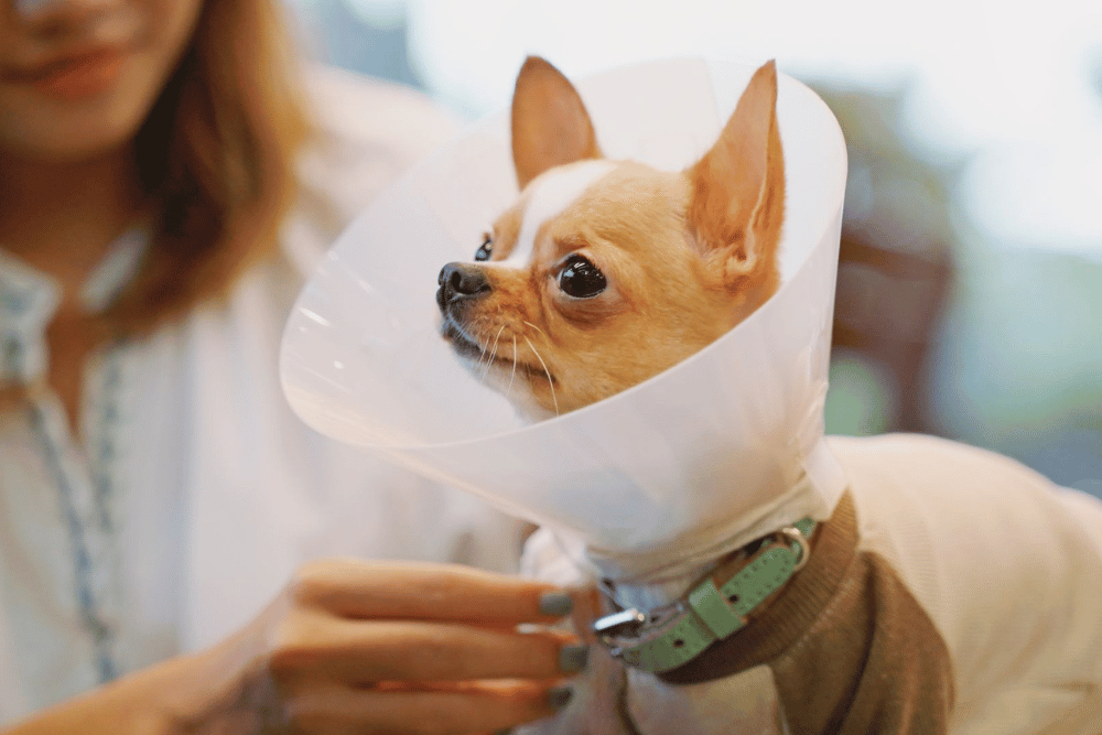 A woman gently holds a small dog wearing a cone