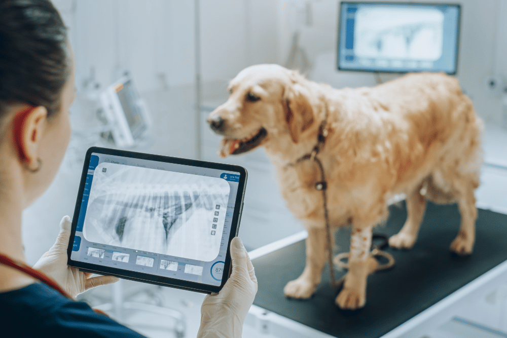 A vet checking dog x-ray report