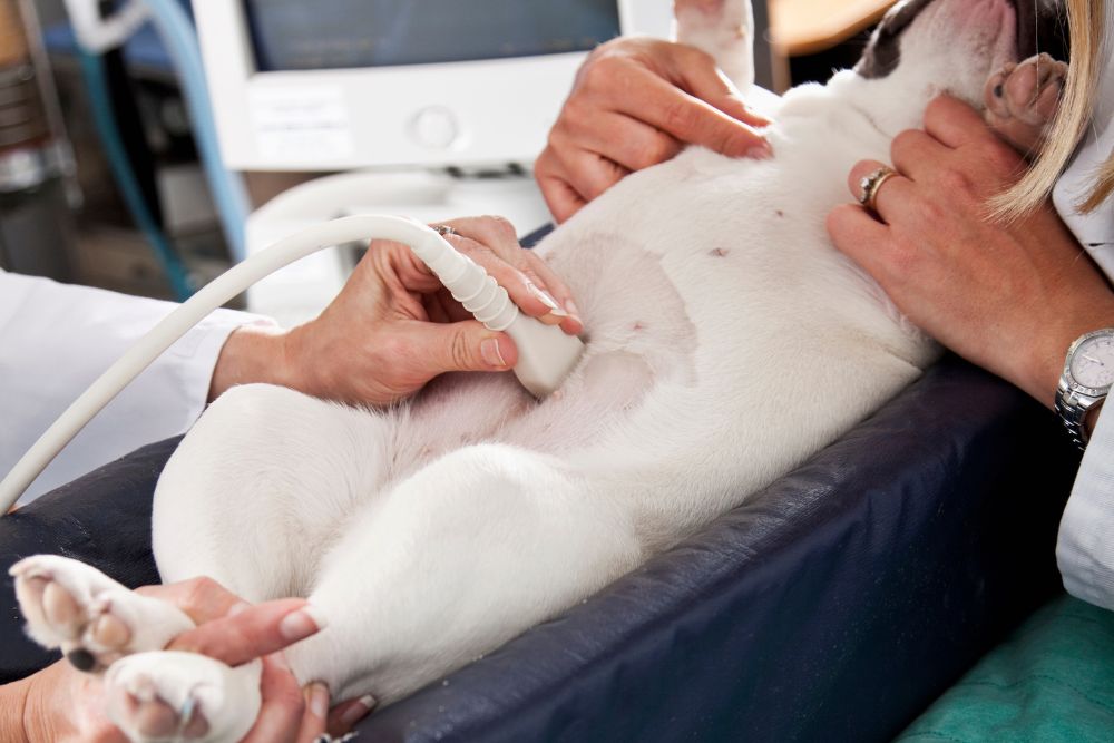 dog getting ultrasound